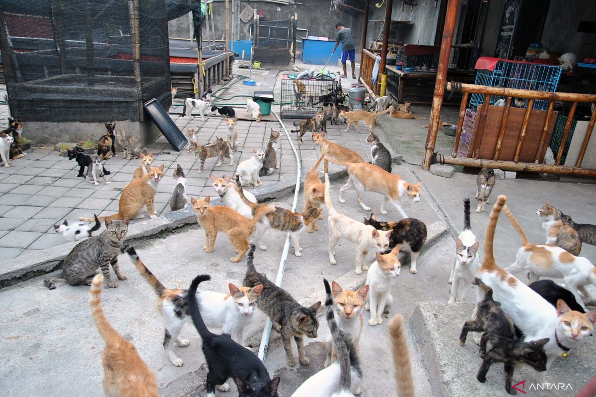 Sterilisasi Kucing Liar