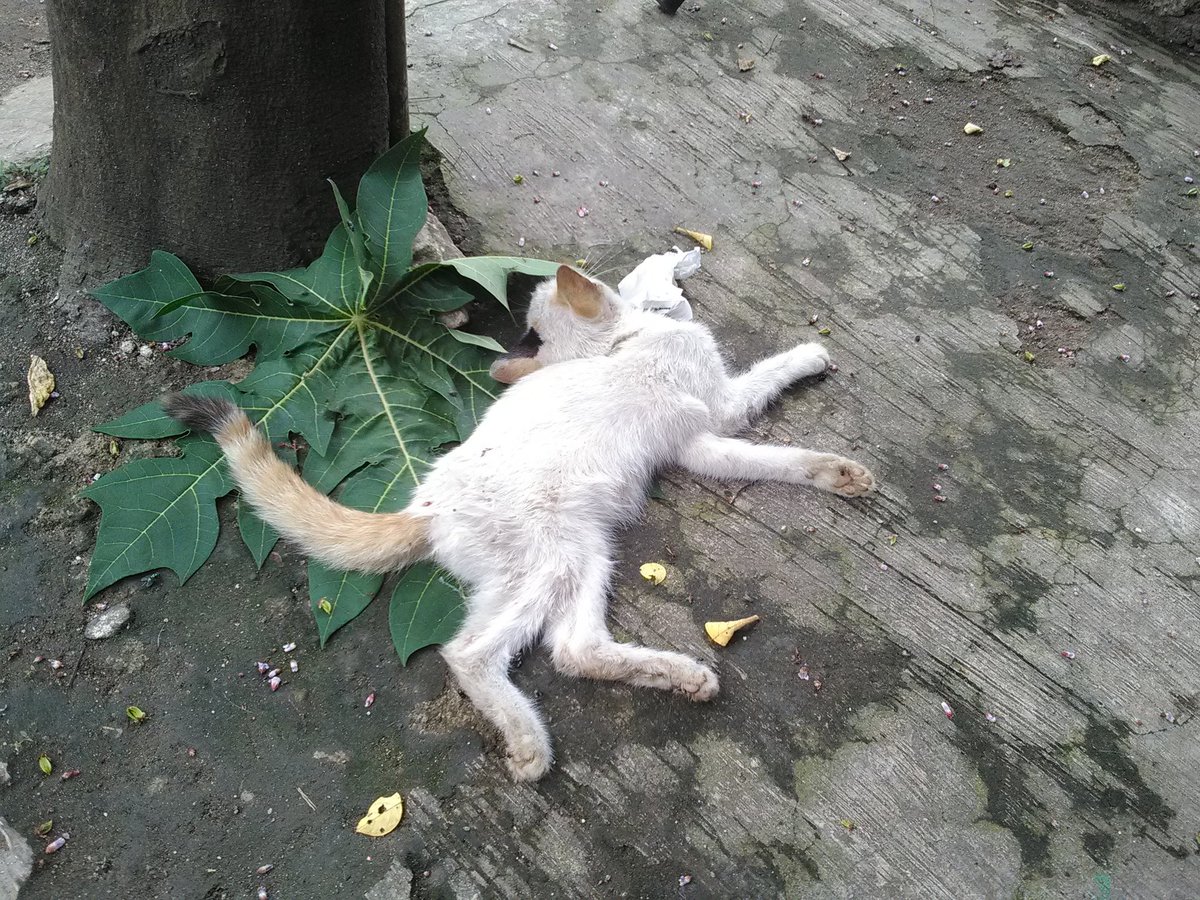 Foto Bencana