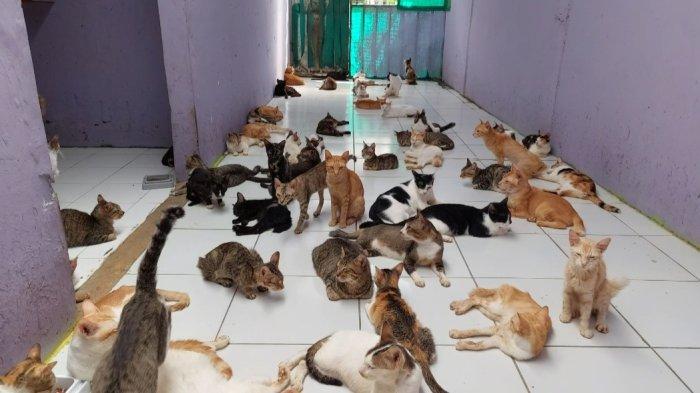 Sterilisasi Kucing Liar
